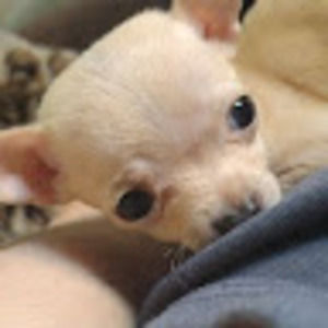 Meet your Posher, Arlene